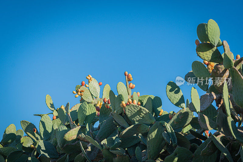 Opuntia Ficus Indica，仙人掌。